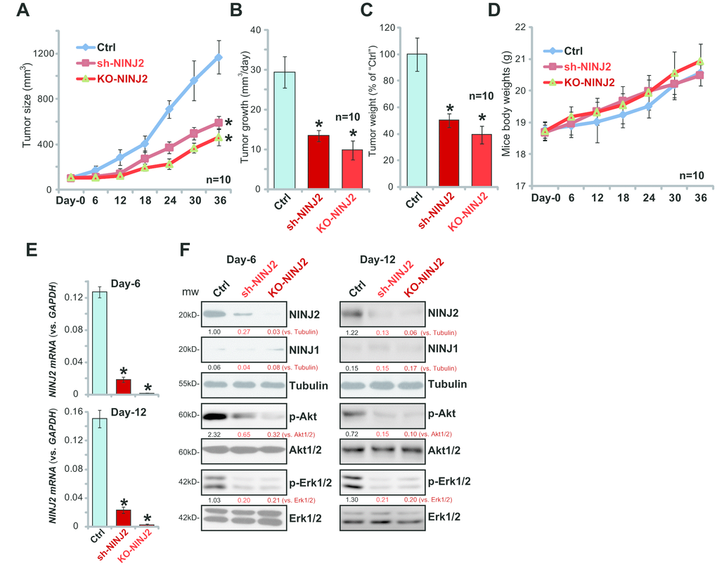 NINJ2 silencing or depletion inhibits HT-29 xenograft growth in SCID mice. Stable HT-29 cells (6×106 cells per mouse) with NINJ2 shRNA (“Seq3”) or lenti-CRISPR/Cas9-NINJ2 KO construct (“sgRNA-2”), as well as the parental control HT-29 cells (“Ctrl”), were s.c. inoculated into the flanks of the SCID mice. When each tumor was around 100 mm3 in volume, the recording was started. Tumor volumes (A) and mice body weights (D) were recorded every 6 days for a total of 36 days; Estimated daily tumor growth (in mm3 per day) was calculated (B); At Day-36, each tumor was isolated and weighted individually (C); At Day-6 and Day-12, one tumor of each group was separated. The total six tumors were homogenized anddissolved in the tissue lysis buffer, NINJ2 mRNA and listed proteins were tested by by qPCR assay (E) and Western blotting assay (F). Expression of the listed proteins were quantified, normalizing to the loading control protein (F). For each group, n=10. *Pvs.“Ctrl” tumors.