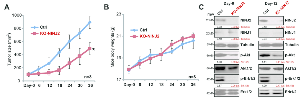 NINJ2 knockout inhibits primary human colon cancer cell growth in vivo. The stable primary human colon cancer cells (“pri-Can-1”) with lenti-CRISPR/Cas9-NINJ2 KO construct (“KO-NINJ2”, with “sgRNA-2”), or the parental control cells (“Ctrl”), were s.c. inoculated into the flanks of the SCID mice (6 × 106 cells per mouse). When each tumor was close 100 mm3 in volume, the recording was started (labeled as “Day-0”). Tumor volumes (A) and mice body weights (B) were recorded every 6 days for a total of 36 days; At recording “Day-6” and “Day-12”, one tumor of each group was separated, tumors were subjected to Western blotting assay of listed proteins (C). NINJ1/2 protein expression and Akt-Erk1/2 phosphorylations were quantified (C). For each group, n=8. *Pvs.“Ctrl” tumors.