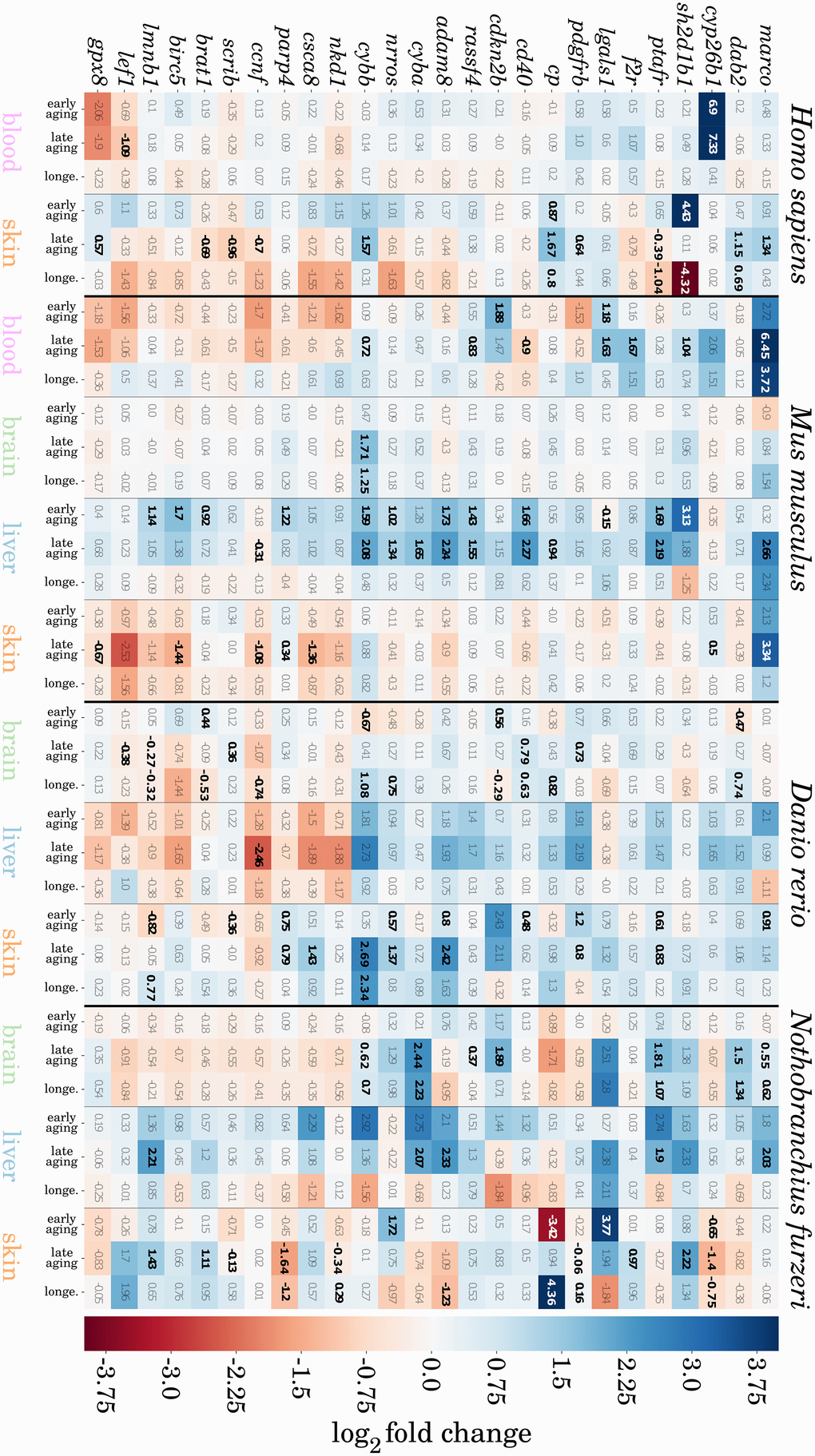 Heatmap representation of potentially conserved senescence- and inflammation-related genes. Genes are represented as mouse orthologues (a complete list of gene orthologues can be found in Supplementary Data 8). Numbers indicate log2 fold changes between two compared ages, where a positive value indicates an upregulation (blue), and a negative value downregulation (red) of the respective gene with aging. All significant changes in gene expression are indicated in bold. For detailed information, see Supplementary Data 7.