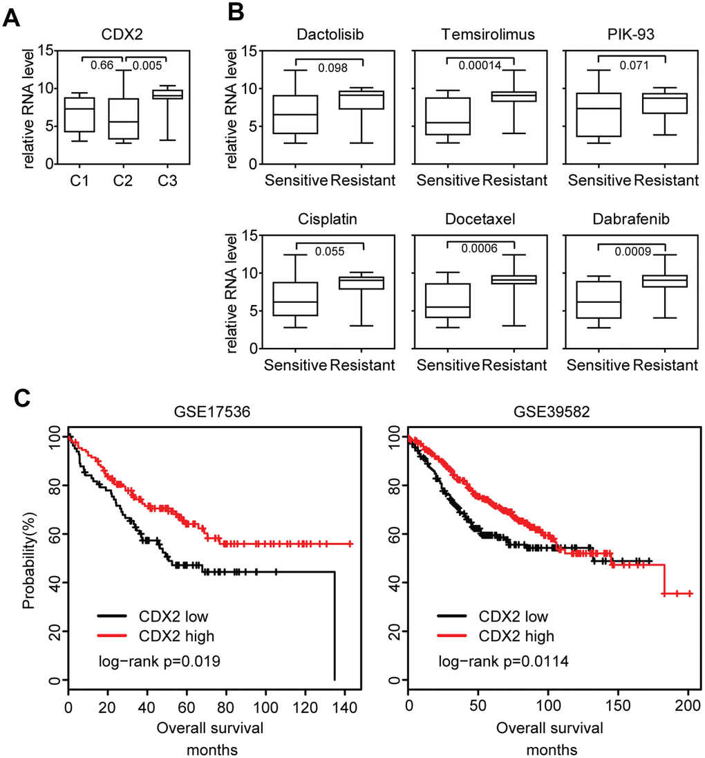 Lack of CDX2 expression is associated with the sensitivity of chemotherapy, BRAF inhibitors and PI3K-mTOR inhibitors. (A) Box plots showed the CDX2 expression in each sub-cluster of colon cancer cells. (B) Box plots showed the CDX2 expression in docetaxel, cisplatin, PIK-93 sensitive and resistant colon cancer cells. (C) Relationships of CDX2 expression and overall survival were analyzed from GSE17536 and GSE39582 datasets. Kaplan Meier survival analysis was used to compare the overall survival between CDX2 highly expressed colon cancer patients and CDX2 lowly expressed colon cancer patients. P values were determined by Log-rank test.