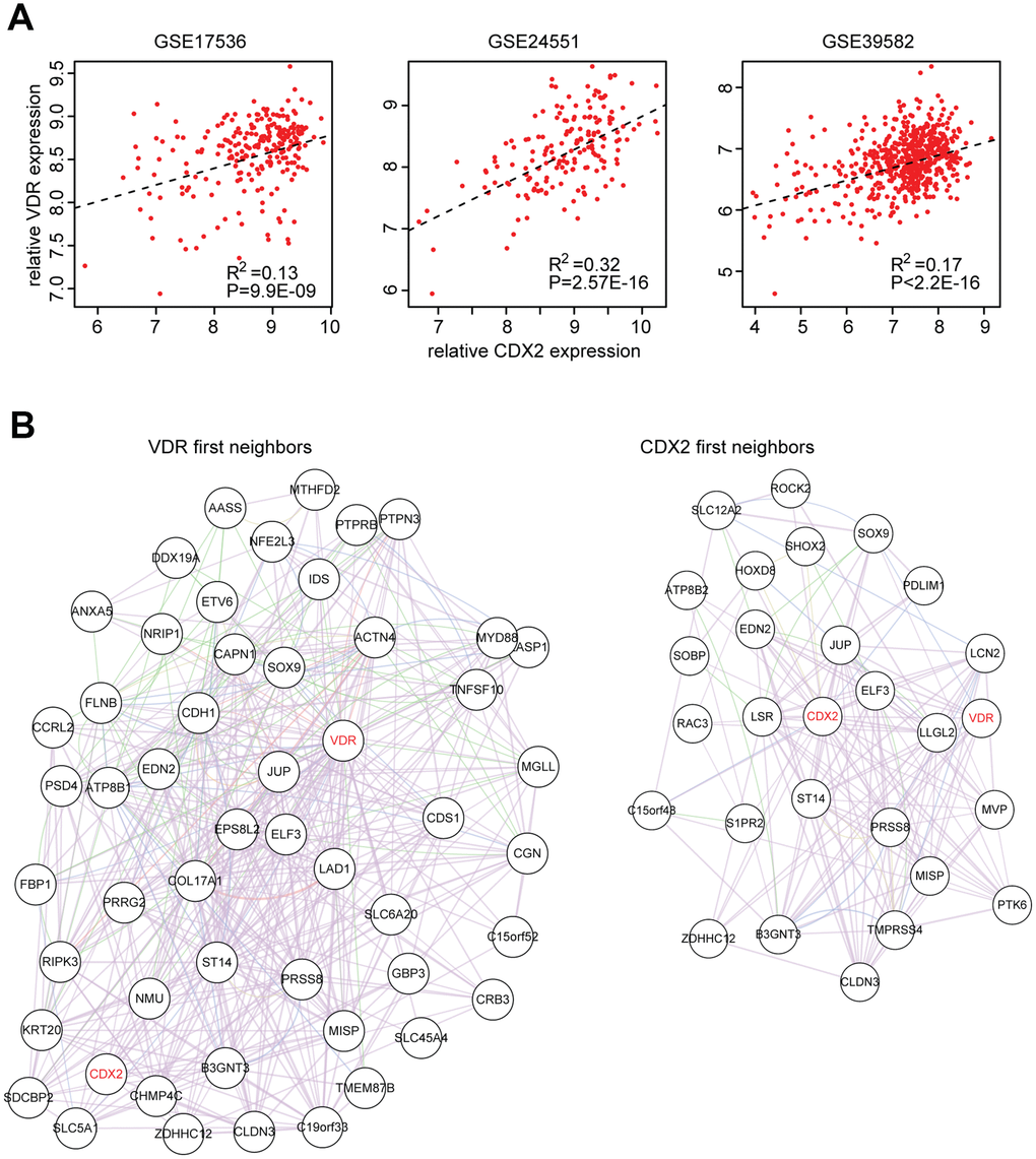 The VDR and CDX2 mediated transcriptional networks. (A) Spearman correlation between VDR and CDX2 expression in GSE17536, GSE24551 and GSE39582 datasets derived from primary colon cancer patients. (B) VDR and CDX2 mediated regulatory gene networks were created by cytoscape. First neighbor genes connected with VDR or CDX2 were demonstrated.