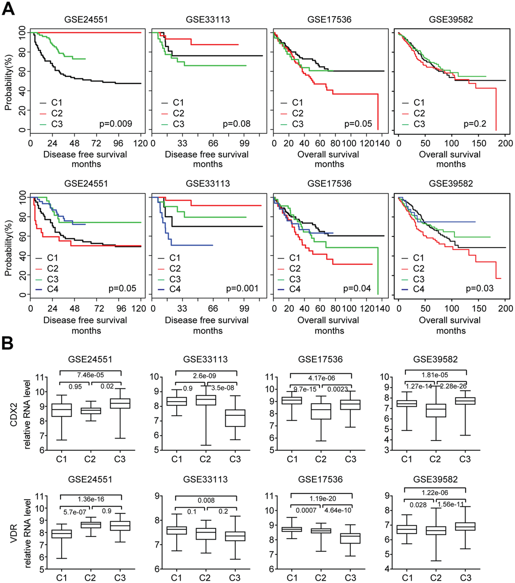 Validation of NMF sub-cluster classification in colon cancer clinical patients. (A) Primary colon cancer patients from GSE24551, GSE33113, GSE17536 and GSE39582 datasets were divided into three or four sub-clusters based on the gene expression profiling using NMF. Kaplan Meier survival analysis was used to determine the disease free survival or overall survival in three or four sub-clusters of colon cancer patients. (B) Box plots showed the CDX2 and VDR expression in each sub-cluster of colon cancer patients.