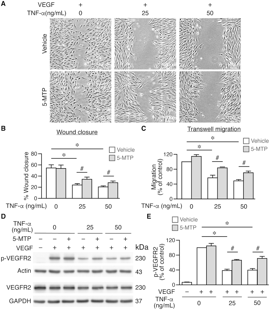 5-MTP rescues TNF-α-decreased endothelial cell migration and VEGFR2 activation. Wound healing assays were performed using HUVECs and wound closure evaluated at 0 and 18 h after wounding. (A–B) Wound closure and quantitation at 18 h (n=4 each group). Dashed lines, wound margins. VEGF promoted cellular migration into wound area. TNF-α decreased VEGF-induced wound closure in the absence of 5-MTP (*p#pC) Transwell migration assays were performed using growth-arrested HUVECs (n=4 each group). TNF-α reduced migration (*p#pD) HUVECs were stimulated with VEGF for 15 min for Western blotting to detect phosphorylated and total VEGFR2. (E) Quantitation of p-VEGFR2 (n=4 per group, *p=0.0001 and #p