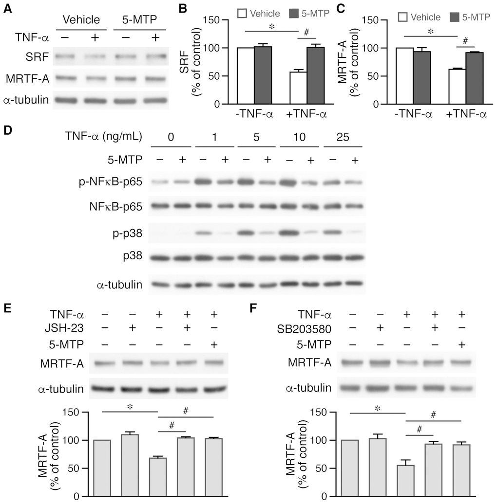 5-MTP maintains critical transcription factor and cofactor levels in VSMCs via suppressing NF-κB and p38 activation. (A) VSMCs were treated with TNF-α and 5-MTP for 24 h and Western performed to detect SRF and MRTF-A, and α-tubulin to verify loading. (B–C) Quantitation of SRF (B) and MRTF-A (C), n=3-4 each group, *p#pD) VSMCs were treated with TNF-α for 15 min and Western performed to detect phospho- and total NFκB-p65 and p38. A representative of 4 independent experiments is shown. (E) VSMCs were pretreated with NFκB inhibitor JSH-23 before TNF-α stimulation, followed by Western to detect MRTF-A (n=3 each, *p#pF) VSMCs were pretreated with p38 MAPK inhibitor SB203580 before TNF-α stimulation, followed by Western to detect MRTF-A (n=3 each, *p#p