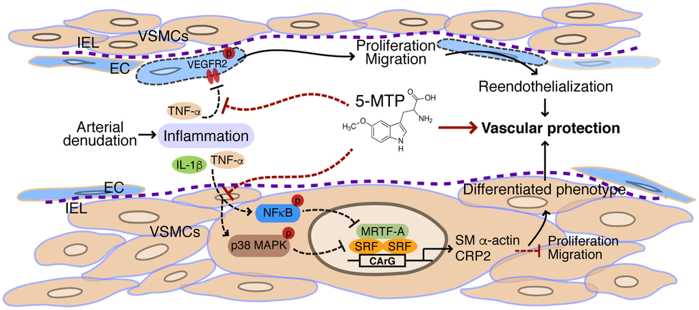 Schematic illustration of vascular protective actions of 5-MTP. In response to arterial denudation injury, inflammatory mediators IL-1β and TNF-α are released in the injured site. TNF-α inhibits VEGFR2 activation in endothelial cells (ECs). 5-MTP mitigates TNF-α-inhibited VEGFR2 phosphorylation, leading to EC proliferation and migration and consequent reendothelialization to protect blood vessels. In VSMCs, the inflammatory mediators activate NFκB and p38 MAPK pathways that lead to downregulation of transcription factor SRF and its cofactor MRTF-A, resulting in reduced expression of VSMC markers and converting to a synthetic phenotype of VSMCs. 5-MTP suppresses phosphorylation of NFκB and p38 MAPK, preventing downregulation of SRF and MRTF-A and sustaining expressions of VSMC markers. As such, 5-MTP inhibits VSMC proliferation and migration, and maintains differentiated phenotype of VSMCs. Ultimately, through combinatorial but opposing effects on ECs and VSMCs, 5-MTP protects against arterial injury-induced intimal hyperplasia.
