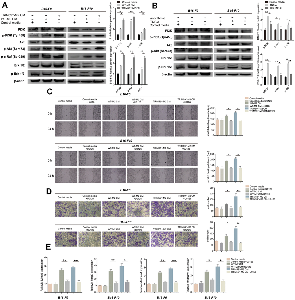 TRIM59-/--M2 macrophage CM activates the PI3K-Akt and ERK pathways in melanoma cells. (A) Western blot detection of signaling proteins related to the PI3K and ERK pathways in B16-F0 and B16-F10 cells treated with control media, WT-M2 CM, or TRIM59-/--M2 CM. Data are represented as mean ± SD. *pp-/--M2 CM group. (B) Western blot detection of signaling proteins related to the PI3K and ERK pathways in B16-F0 and B16-F10 cells treated with control media, TNF-α, or a TNF-α antibody. Data are represented as mean ± SD. *ppC) Transwell assays results showing the invasive ability of B16-F0 and B16-F10 cells in response to CM from M2 macrophage cultures in the presence of the ERK inhibitor U0126. (D) Wound healing assay results showing the migratory ability of B16-F0 and B16-F10 cells in response to CM from M2 macrophage cultures in the presence of the ERK inhibitor U0126. (E) qRT-PCR evaluation of MMP-9 and Madcam1 expression in B16-F0 and B16-F10 cells exposed to CM from M2 macrophage cultures in the presence of the ERK inhibitor U0126. Data are represented as mean ± SD. *pp▲p▲▲p-/--M2 CM vs. TRIM59-/--M2 CM plus U0126.