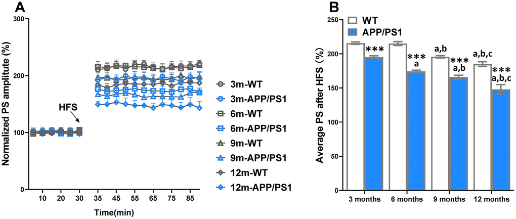 Age-related decline of long-term potentiation (LTP) in APP/PS1 mice. The magnitude of LTP in WT and APP/PS1 mice (A). High-frequency stimulation (HFS) was given at the 30 minutes of population spike (PS) baseline recording, and PS was recorded for the following 60 minutes. The average PS amplitudes in the control period were normalized as 100%, and the PS amplitudes at every point were normalized to them. Summary of average PS amplitude (31–90 minutes) in WT and APP/PS1 mice (B). ***PaPbPcP