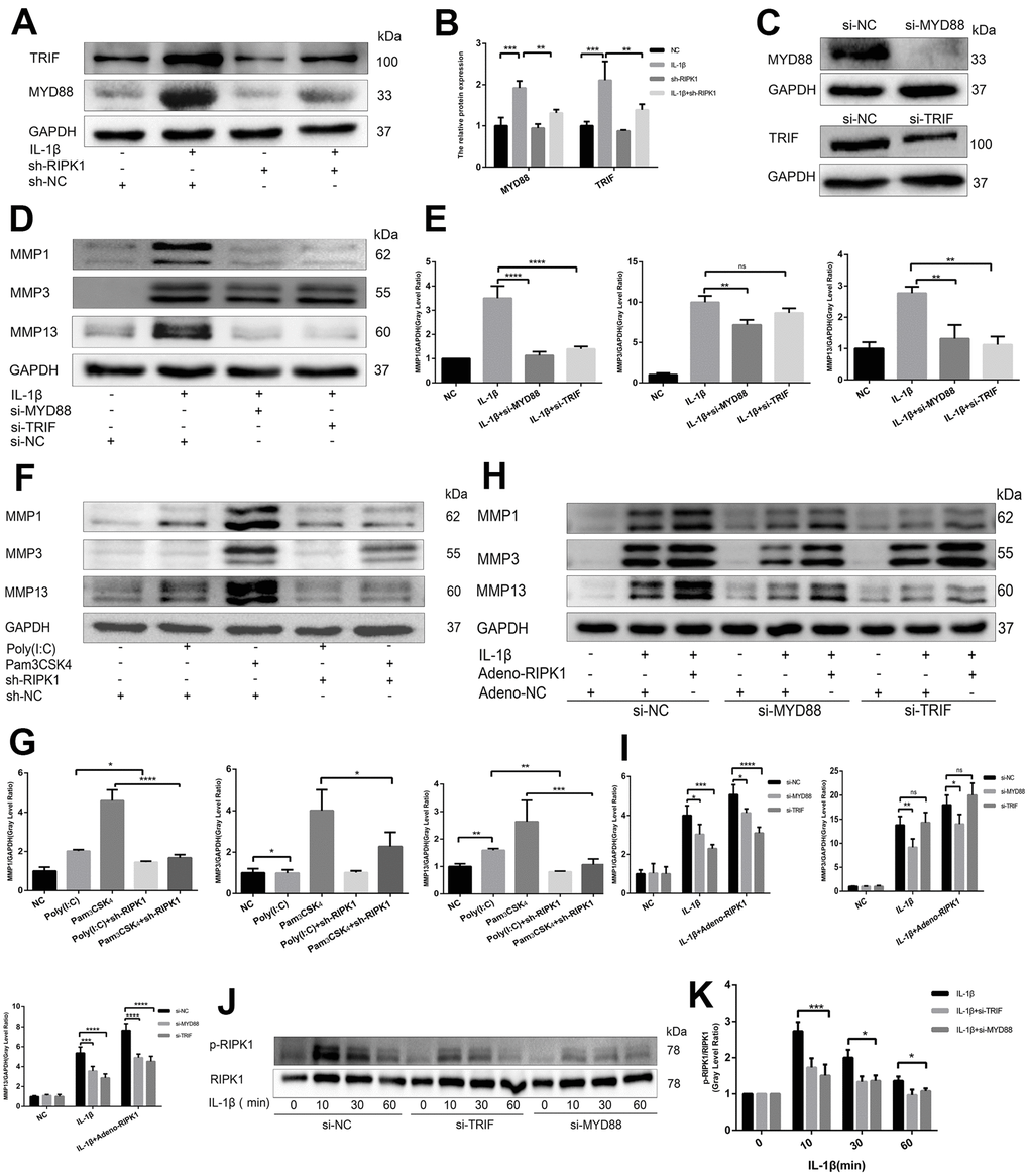 Knockdown of RIPK1 inhibits interleukin (IL)-1β–induced production of catabolic enzymes and proinflammatory cytokines in vitro. (A, B) Representative western blots and quantitative data of RIPK1 and p-RIPK1 in chondrocytes transfected with Ad-shRIPK1 and Ad-RIPK1. (C, D) Knockdown of RIPK1 reduced the IL-β–induced expression of MMPs in chondrocytes. (E, F) Overexpression of RIPK1 promoted the IL-β–induced expression of MMPs in chondrocytes. (G) Enzyme-linked immunosorbent assay (ELISA) of the tumor necrosis factor (TNF)-α level in culture supernatants. (H, I) Western blots and quantitative data of p-RIPK1 in chondrocytes treated with IL-1β. The experiments were repeated three times independently. Columns represent means ± SD. *p 