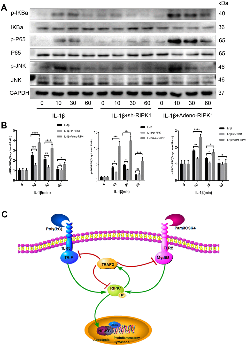 c-Jun N-terminal kinase (JNK) and nuclear factor-κB (NF-κB) are involved in RIPK1-mediated inflammation. (A, B) Expression levels of p-JNK, p-IKBα, and p-P65 in chondrocytes. The experiments were repeated three times independently. Columns represent means ± SD. *p 