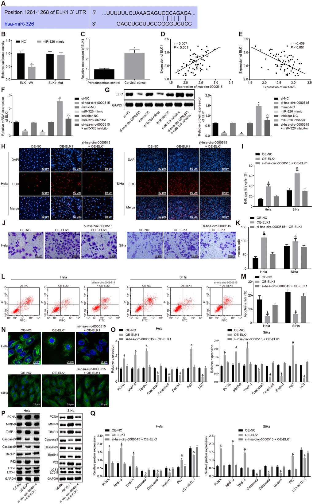 ELK1 targeted by miR-326 induces proliferation and invasion, and attenuates apoptosis and autophagy of cervical cancer cells. (A) the functional miR-326 binding sites in ELK1 3′UTR; (B) the relationship miR-326 and ELK1 analyzed by the dual luciferase reporter assay; (C) ELK1 expression in the normal adjacent tissues and the cervical cancer tissues determined by RT-qPCR; (D) Pearson correlation analysis of hsa