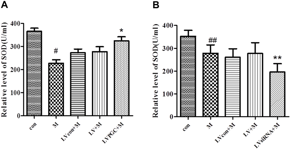Effects of PGC-1α on the level of superoxide dismutase in a mouse model of Parkinson’s disease (PD) induced by MPTP. (A, B) Activity of SOD in the SN region of C57BL/6 mice with PGC-1α overexpression or knockdown. Quantification of the results of the three experiments are presented as the means ± SD. The groups were con (con group), M (MPTP group), LVcon+M (solvent of lentivirus+MPTP group), LV+M (lentivirus+MPTP group), LVPGC+M (LV-PGC-1α+MPTP group), and LVsiRNA+M (LV-PGC-1αsiRNA+MPTP group);*P