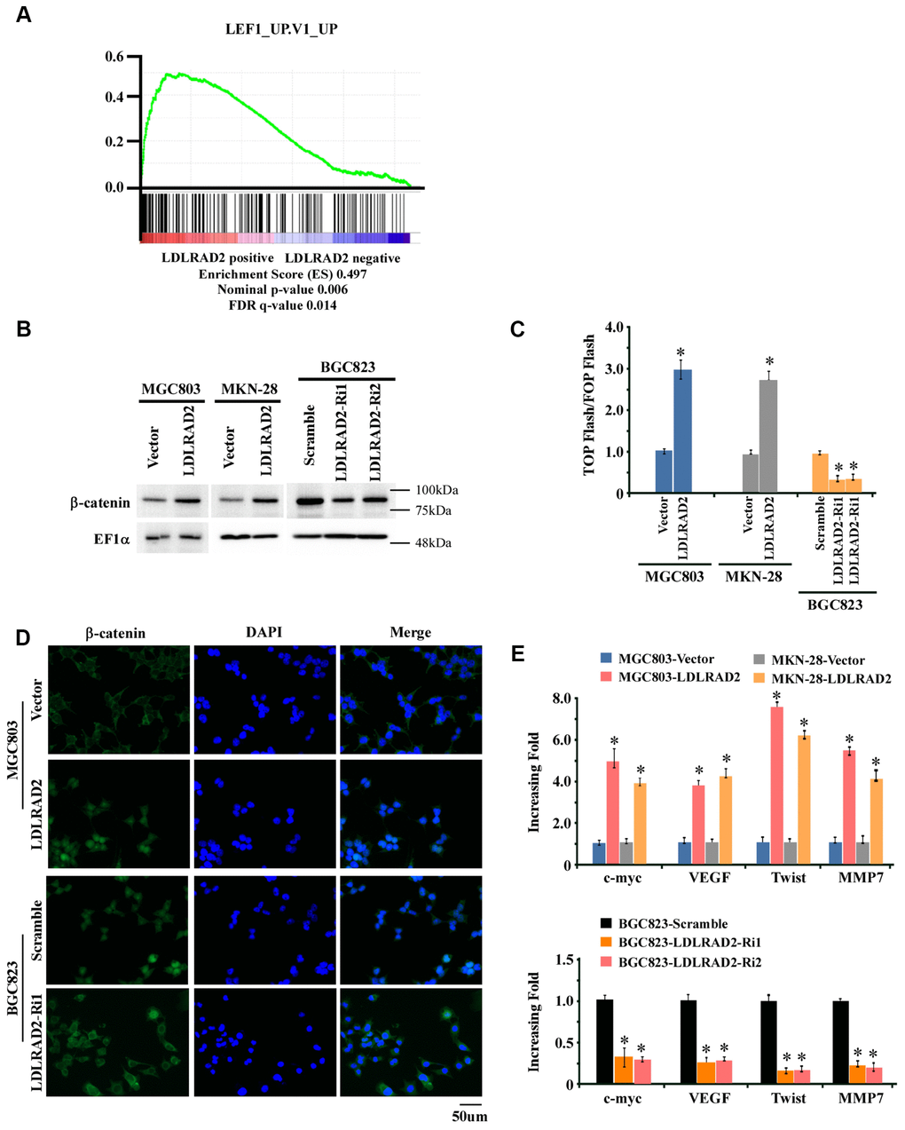 LDLRAD2 activates Wnt/β-catenin signaling pathway in GC. Gene-set enrichment analysis (GSEA) indicated that LDLRAD2 expression was closely associated with Wnt/β-catenin pathway (A). Western blotting analysis showed that overexpression of LDLRAD2 significantly increased the nuclear expression of β-catenin, while silence of LDLRAD2 dramatically decreased the nuclear expression of β-catenin in GC cell lines (B). Top/Fop flash assay also demonstrated that overexpression of LDLRAD2 significantly activated Wnt/β-catenin signaling pathway, while silence of LDLRAD2 dramatically restrained Wnt/β-catenin signaling pathway (C). Immunofluorescence assay also showed that LDLRAD2 could promote the nuclear distribution of β-catenin in GC cells (D). Overexpression of LDLRAD2 significantly promoted the expression of downstream genes of Wnt/β-catenin signaling including c-myc, VEGF, Twist, and MMP7, while silence of LDLRAD2 inhibited the expression of these genes (E).