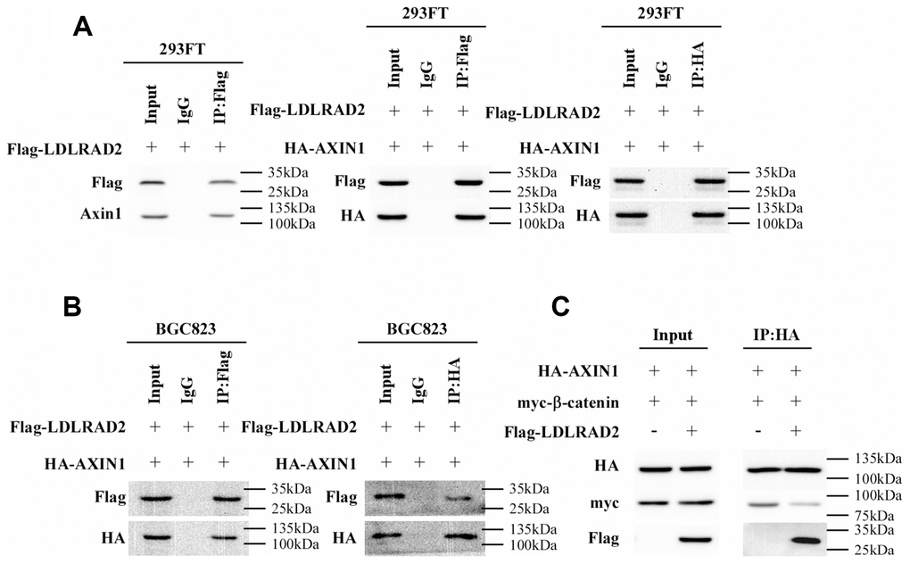 LDLRAD2 activates Wnt/β-catenin signaling pathway by targeting Axin1 in GC. Co-immunoprecipitation assay showed that LDLRAD2 could bind to Axin1 (A). LDLRAD2 inhibited Axin1 from binding to β-catenin (B–C).