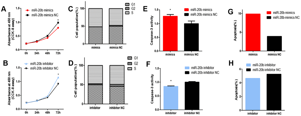 Effect of miRNA-20b on 661W cell. (A–B) After 72 hours of transfection, cell proliferation was inhibited in the miR-20b overexpression group and promoted in the silencing group. (C–D) After 72 hours transfection, the miR-20b overexpression and silencing groups had no significant change in cell cycle. (E–F) Apoptosis was detected in two groups of cells by measuring Caspase-3 activity. The results showed that apoptosis was increased in the miR-20b overexpression group, and the silencing group had the opposite effect. (G–H) Apoptosis was measured in two groups by flow cytometry. The results showed that the proportion of apoptotic cells in the miR-20b overexpression group was significantly increased, and there was no significant difference in the silencing group. (*: P