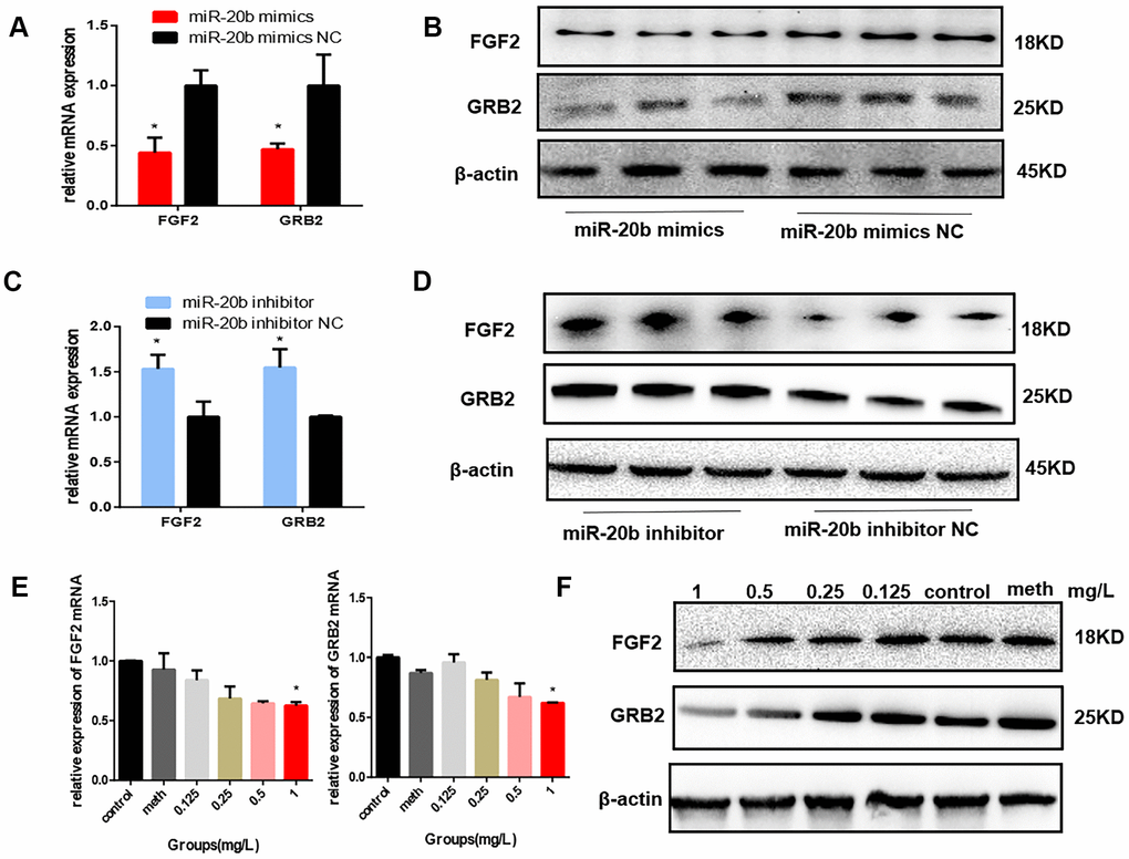 FGF2 and GRB2 are the target genes of miR-20b. (A–B) 24 hours after transfection, the mRNA and protein levels of FGF2 and GRB2 in the miR-20b overexpression group were significantly reduced. (C–D) The opposite effects were observed in the silencing group. (E–F) After 24 hours of exposure, FGF2, GRB2 expression levels were decreased with increasing concentrations (statistically significant in the 1 mg/L group). (*: P
