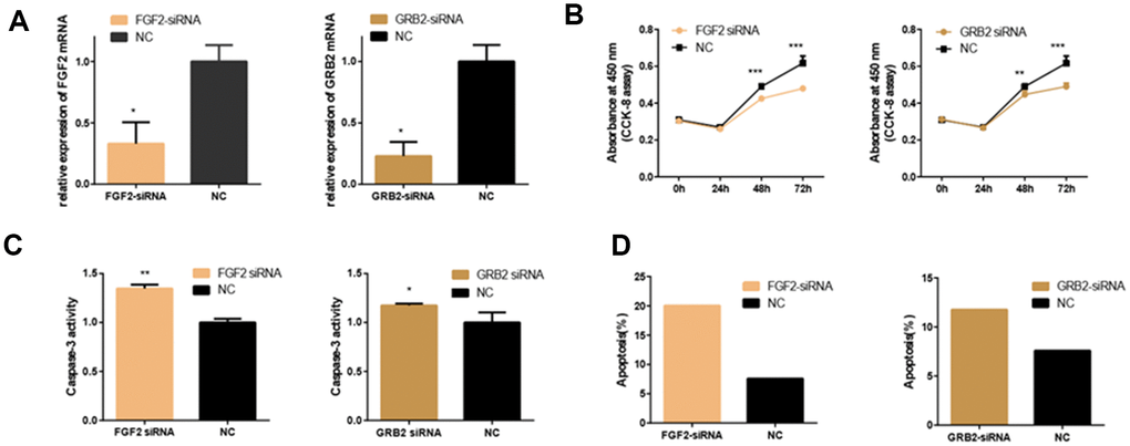 Effects of FGF2 and GRB2 Silencing on 661W Cell. (A) mRNA expression of FGF2 and GRB2 after siRNA-FGF2 or siRNA-GRB2 and NC transfection. The results showed that mRNA expression was reduced in the interference group. (B) In the interference group, cell proliferation was inhibited at both 48 and 72 hours. (C–D) Apoptosis was increased in the interference group compared with the control group. (*: P