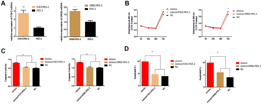 Overexpression of FGF2 and GRB2 attenuated the adverse effects of miRNA-20b on 661W cells. (A) mRNA expression levels of FGF2 and GRB2 after transfection with PEX-2-FGF2 or PEX-2-GRB2 and PEX-2 as controls. The results showed that the expression of mRNA increased significantly in the overexpression group. (B) The miRNA-20b mimics co-transfected with PEX-2-FGF2 or PEX-2-GRB2 significantly increased the proliferation of cells compared to the miRNA-20b mimic group. (C–D) Groups co-transfected with miRNA-20b mimics and PEX-2-FGF2 or PEX-2-GRB2 groups reduced the effect of the miRNA-20b mimics on apoptosis. (*: P 