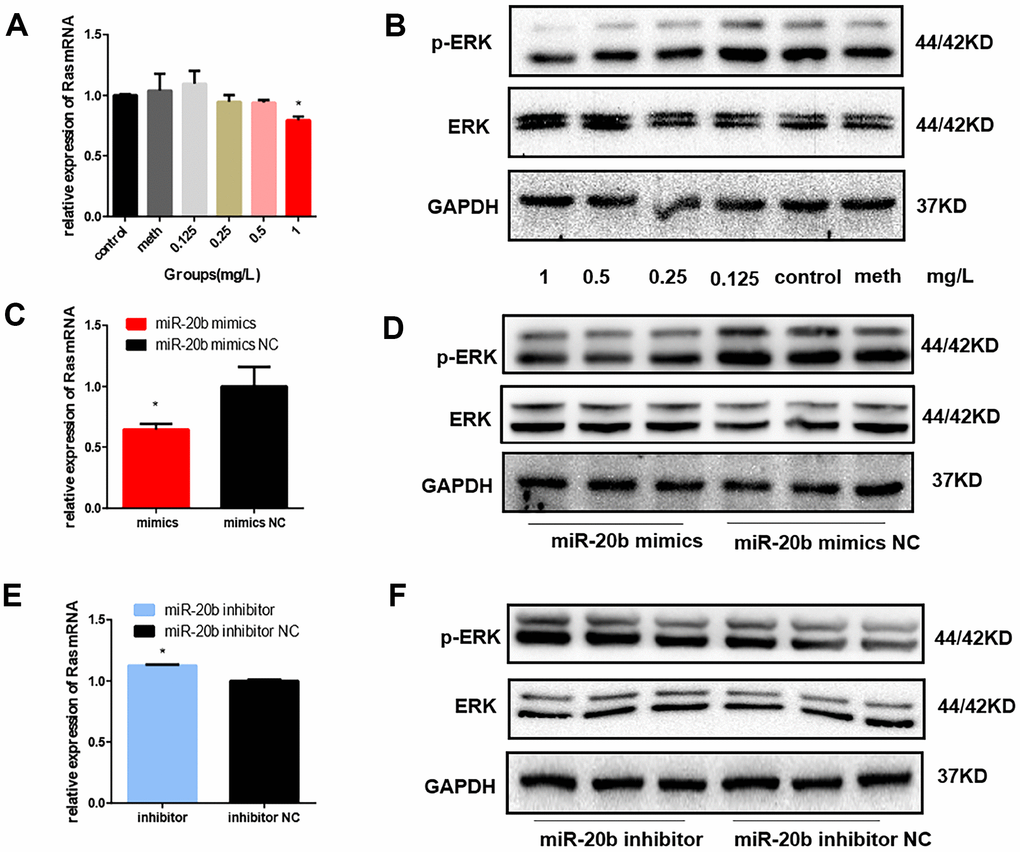 Regulation of MAPK signaling pathway by PCB1254 and miR-20b. (A) Total RNA was isolated from cells 24 hours after exposure of PCB1254, and the RNA level of Ras was gradually reduced. (B) Whole cell lysates were prepared 48 hours after exposure to PCB1254, and the results showed that as the concentration increased, the level of p-ERK1/2 gradually decreased. (C–F) the expression of Ras was decreased and the phosphorylation level was gradually decreased in the miR-20b overexpression group, whereas the silencing group was the opposite. (*: P