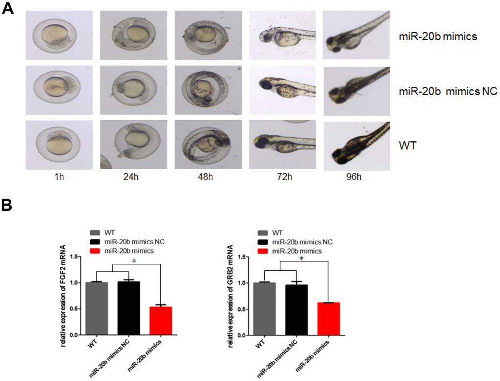 Effect of mir-20b on zebrafish embryos. (A) Injection of 4uM dre-miRNA-20b mimic and NC simulation into zebrafish embryos, embryo morphology at different time points. (B) Total RNA isolated from 96h post-injection embryos was used to determine FGF2 and GRB2 levels by real-time RT-PCR. The results showed that RNA expression was reduced compared to the control group.