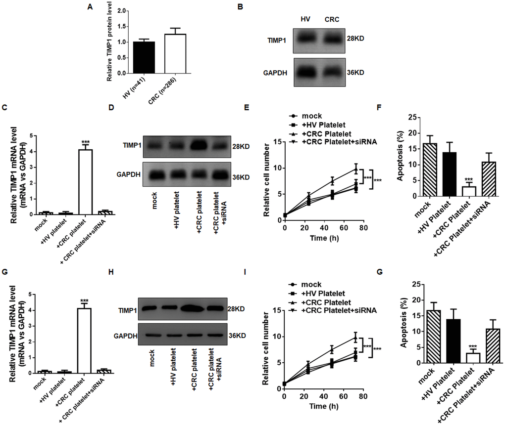 TEPs promote CRC cell proliferation and inhibit cancer cell apoptosis. (A–B) The protein level of TIMP1 in platelets from HV and CRC by ELISA (A) and western blotting (B). (C–D) The mRNA (C) and protein (D) level in HT29 cells incubated with platelets from CRC patients and HVs. (E) The proliferation of HT29 cells exposed to platelets from HVs and colorectal cancer patients were determined by CCK-8 assays. (F) Apoptosis of HT29 cells exposed to platelets from healthy volunteers and colon cancer patients for 72 h were determined by flow cytometry. (G–H) The mRNA (G) and protein (H) level in Caco-2 cells incubated with platelets from CRC patients and HVs. (I) The proliferation of Caco-2 cells exposed to platelets from HVs and colon cancer patients were determined by CCK-8 assays. (G) Apoptosis of Caco-2 cells exposed to platelets from HVs and colon cancer patients for 72 h were determined by flow cytometry. **P P 