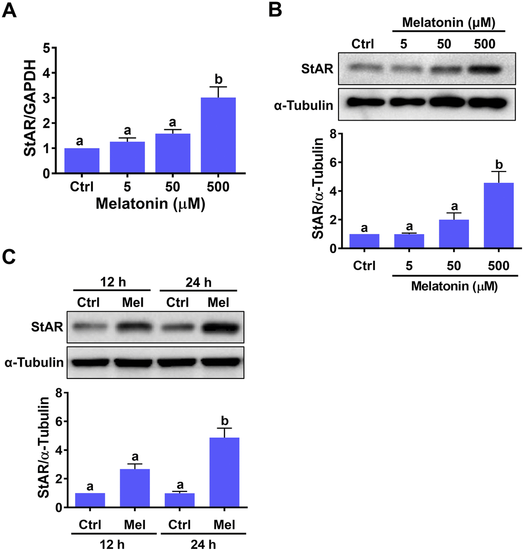 Melatonin stimulates StAR expression in primary human granulosa-lutein cells. Human granulosa-lutein (hGL) cells were treated with different concentrations of melatonin (Mel) for 24 h, and StAR mRNA (A) and protein (B) levels were examined by RT-qPCR and western blot, respectively. (C) Cells were treated with 500 μM melatonin for 12 and 24 h, and StAR protein levels were examined by western blot. Results are expressed as the mean ± SEM of 4 independent experiments. Values without a common letter are significantly different (p 