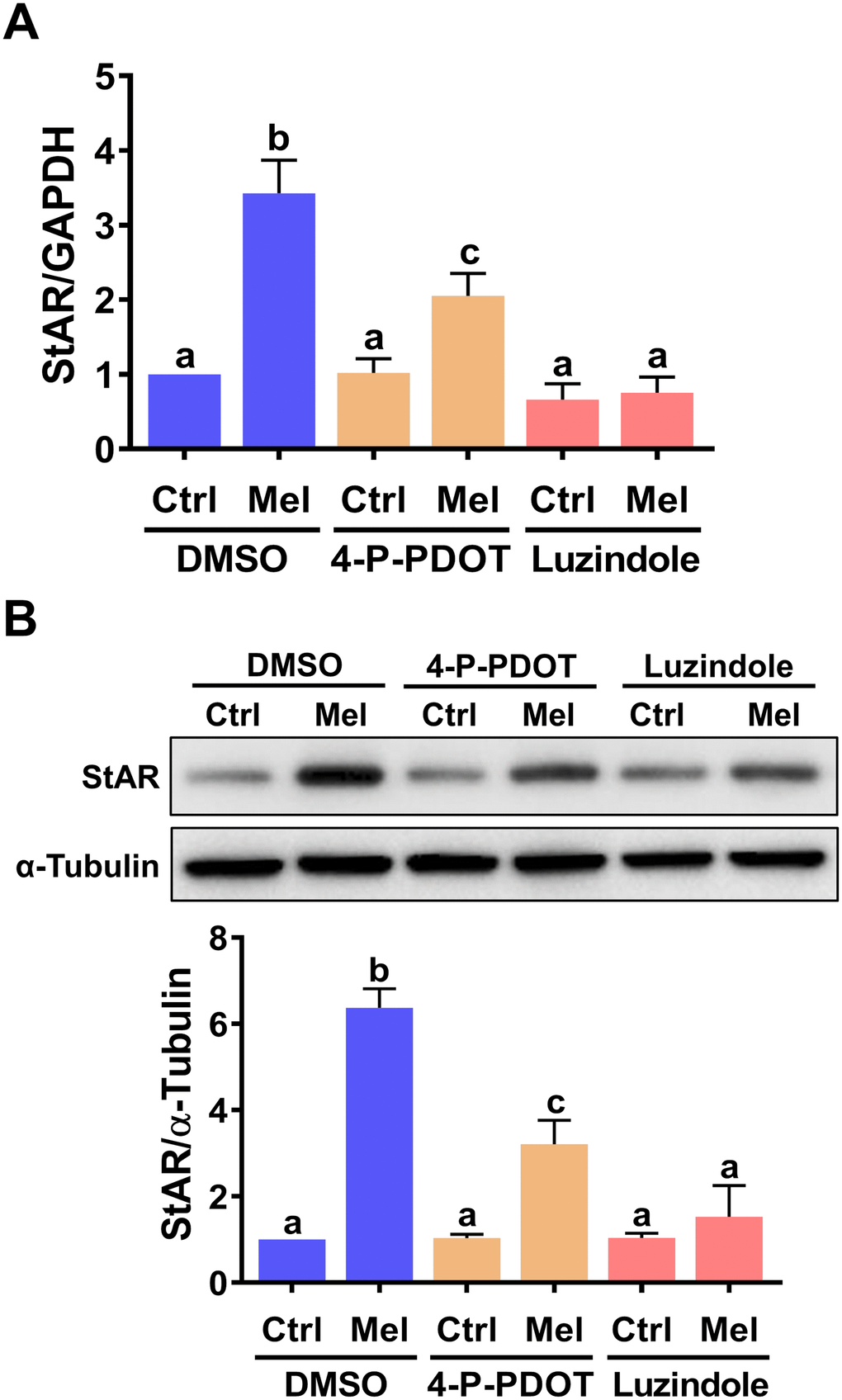 MT1 andMT2 melatonin receptors mediate melatonin-induced StAR expression in primary hGL cells. Cells were pre-treated with vehicle control (DMSO), 10 μM 4-P-PDOT, or 10 μM luzindole for 30 min and then exposed to 500 μM melatonin for 24 h. StAR mRNA (A) and protein (B) levels were examined by RT-qPCR and western blot, respectively. Results are expressed as the mean ± SEM of 4 independent experiments. Values without a common letter are significantly different (p 