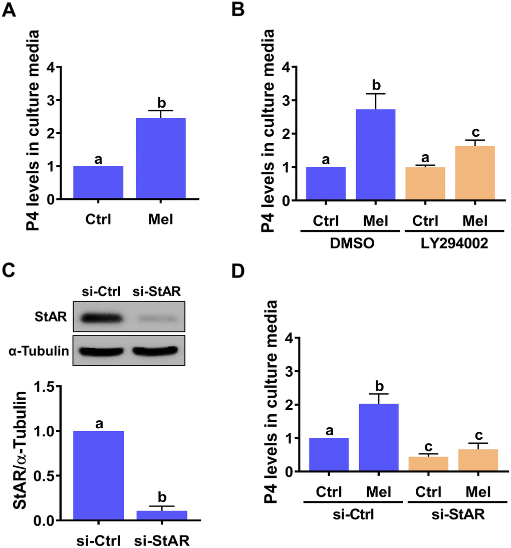 StAR is required for melatonin-induced P4 production in primary hGL cells. (A) Cells were treated with 500 μM melatonin for 24 h, and P4 levels in culture media examined using ELISA. (B) Cells were pre-treated with vehicle control (DMSO) or 10 μM LY294002 for 30 min and then exposed to 500 μM melatonin for 24 h. P4 levels in culture media were examined using ELISA. (C, D) Cells were transfected with 50 nM control siRNA (si-Ctrl) or StAR siRNA (si-StAR) for 48 h. (C) StAR siRNA knockdown efficiency was examined by western blot. (D) P4 levels in the culture media of si-Ctrl and si-StAR transfected hGL cells treated with 500 μM melatonin for 24 h were examined using ELISA. Results are expressed as the mean ± SEM of 4 independent experiments. Values without a common letter are significantly different (p 
