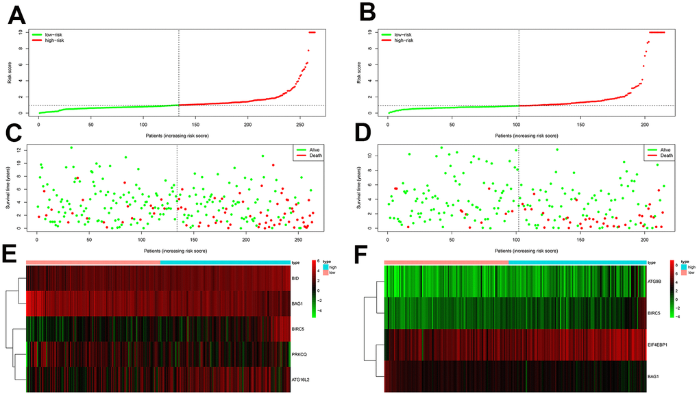 Prognostic analyses of high-risk and low-risk ccRCC patients in the testing group. (A) Risk score distribution of high risk (red) and low-risk (green) ccRCC patients from the testing group using the OS model. (B) Risk score distribution of high risk (red) and low-risk (green) ccRCC patients from the testing group using the DFS model. (C) Scatter plots show survival status of testing group ccRCC patients using the OS model. (D) Scatter plots show survival status plots of testing group ccRCC patients using the DFS model. (E) Expression of risk genes in the high-risk (blue) and low-risk (pink) testing group ccRCC patients in the OS model. (F) Expression of risk genes in the high-risk (blue) and low-risk (pink) testing group ccRCC patients in the DFS model. The color code for gene expression in E and F shows green denoting lowest expression and red denoting highest expression.