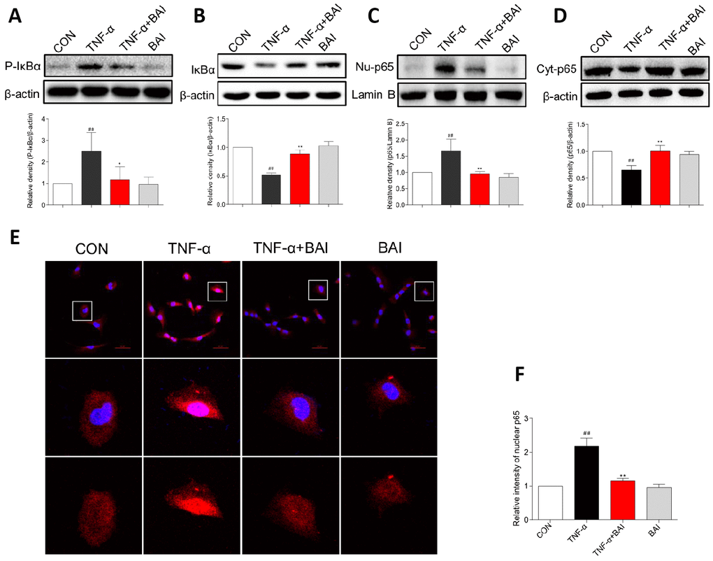 Baicalein inhibits TNF-α-induced NF-κB activation in BEAS-2B cells. BEAS-2B cells were pretreated with vehicle control (DMSO) or Baicalein (2.5 μM) for 30 min, followed by exposure to TNF-α (10 ng/mL) for 60 min. Total proteins were extracted and analyzed for P- IκBα (A) and IκBα (B) expression by western blot analysis, with β-actin used as the internal control. After BEAS-2B cells were exposed to TNF-α (10 ng/mL) for 2 h, the nuclear and cytosolic proteins were separated using a cytoplasmic and nuclear protein extraction kit, and the nuclear (C) and cytosolic (D) p65 levels were determined by western blot analysis. β-actin and Lamin B were used as internal controls. (E) p65 staining was carried out, and p65 levels were detected by Cy3-conjugated secondary antibody (red). Cells were counterstained with DAPI (blue) and are shown with a scale bar indicating 50 μm. (F) Relative nuclear immunostaining intensity of p65 was quantified. (mean ± SEM of more than three independent experiments; ##P P P 