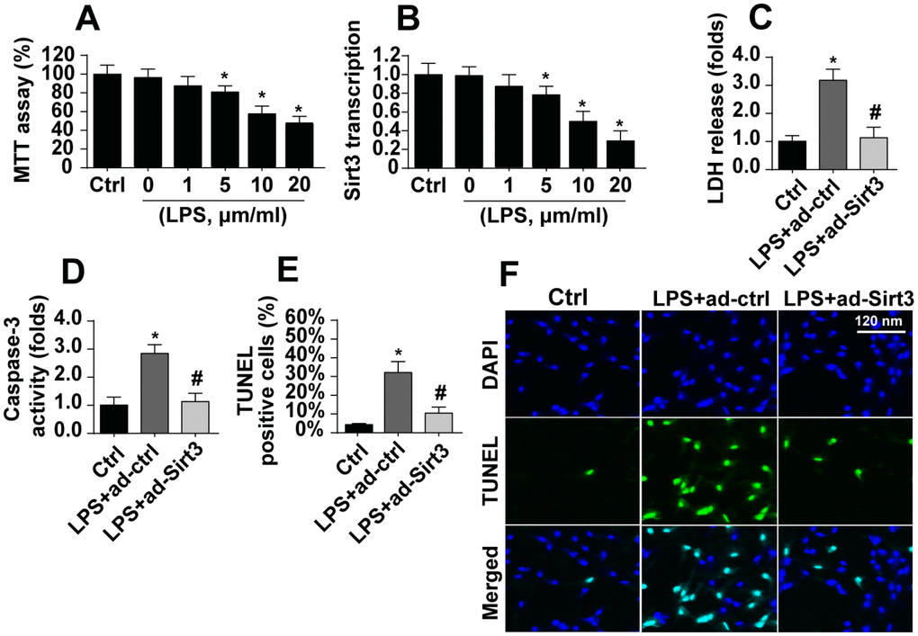LPS promotes BV-2 cell death by downregulating Sirt3. (A) BV-2 cell viability was measured after exposure to different doses of LPS. (B) Sirt3 transcript levels were measured using qPCR after exposure to different concentrations of LPS. (C) An LDH release assay was used to evaluate cell death in response to LPS treatment. Sirt3 adenovirus was transfected into BV-2 cells to overexpress Sirt3. (D) Cell apoptosis was determined by analyzing the activity of caspase-3 using ELISA in BV-2 cells overexpressing Sirt3. (E, F) TUNEL staining was used to measure the cell death after exposure to LPS in BV-2 cells overexpressing Sirt3. *P