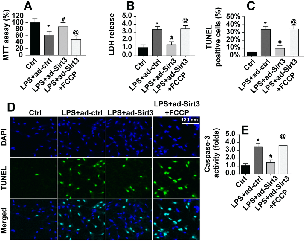 Re-activation of mitochondrial fission abolished the protective effects of Sirt3 on BV-2 cell survival in the presence of LPS. (A) Cellular viability was measured via MTT assay. FCCP was administered to re-activate mitochondrial fission in Sirt3-overexpressing cells. (B) An LDH release assay was used to evaluate cell damage in BV-2 cells treated with LPS and/or transfected with Sirt3 adenovirus; FCCP was used to re-activate mitochondrial fission in Sirt3-overexpressing cells. (C, D) TUNEL staining was used to measure cell death after exposure to LPS. FCCP was used to reactivate mitochondrial fission. (E) Cell apoptosis was examined by measuring caspase-3 activity via ELISA. *P
