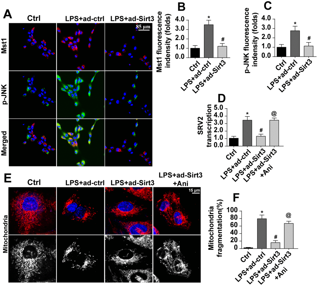 Sirt3 modulates SRV2-associated mitochondrial fission via the Mst1-JNK pathway. (A–C) Immunofluorescence assay for Mst1 and p-JNK. BV-2 cells were treated with LPS and/or transfected with Sirt3 adenovirus. (D) RNA was isolated from BV-2 cells treated with LPS and/or transfected with Sirt3 adenovirus. qPCR was then used to measure changes in SRV2 levels. Ani, an agonist of the Mst1-JNK pathway, was used to re-activate its activity. (E, F) Mitochondrial fission was measured via immunofluorescence. Numbers of fragmented mitochondria in BV-2 cells treated with LPS and/or transfected with Sirt3 adenovirus were recorded. Ani was used to activate the Mst1-JNK pathway. *P