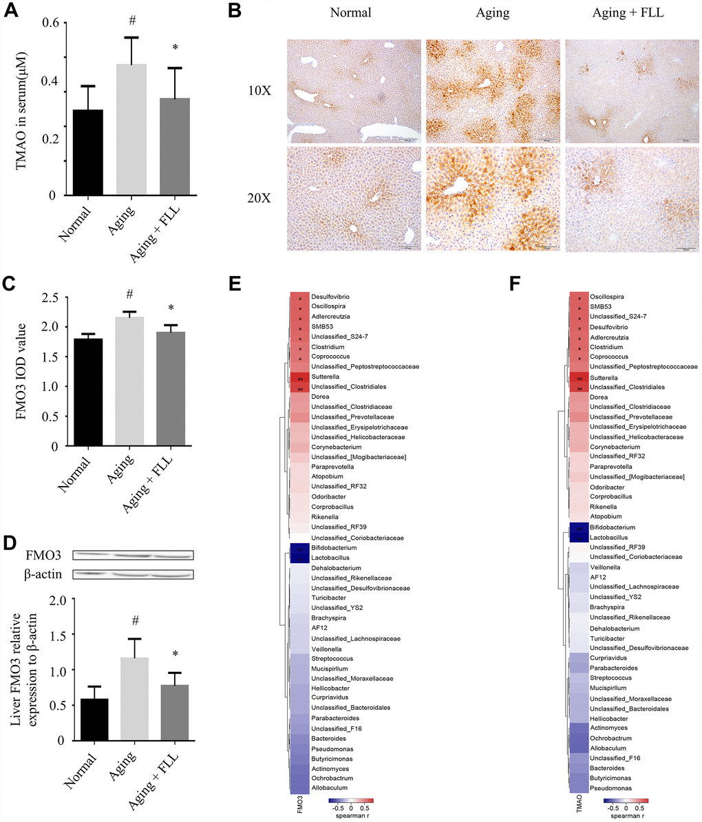 Fructus Ligustri Lucidi (FLL) decreases the expression of FMO3 and the levels of circulating TMAO in aging mice. (A) The circulating TMAO levels quantified by LC/MS/MS. The expression levels of FMO3 were analyzed by immunohistochemical staining (B–C) and western blot (D) in the livers. (E–F) Correlation heat map indicating the association between the specific microbiota taxonomic genera and FMO3 expressions (E) and TMAO levels (F). Red indicates a positive association, blue denotes a negative association, and white manifests no association. a denotes a significant false discovery rate (FDR)-adjusted positive correlation at p values of aa denotes a significant FDR-adjusted positive correlation at p values of b denotes a significant FDR-adjusted negative correlation at p values of bb denotes a significant FDR-adjusted negative correlation at P values of p 