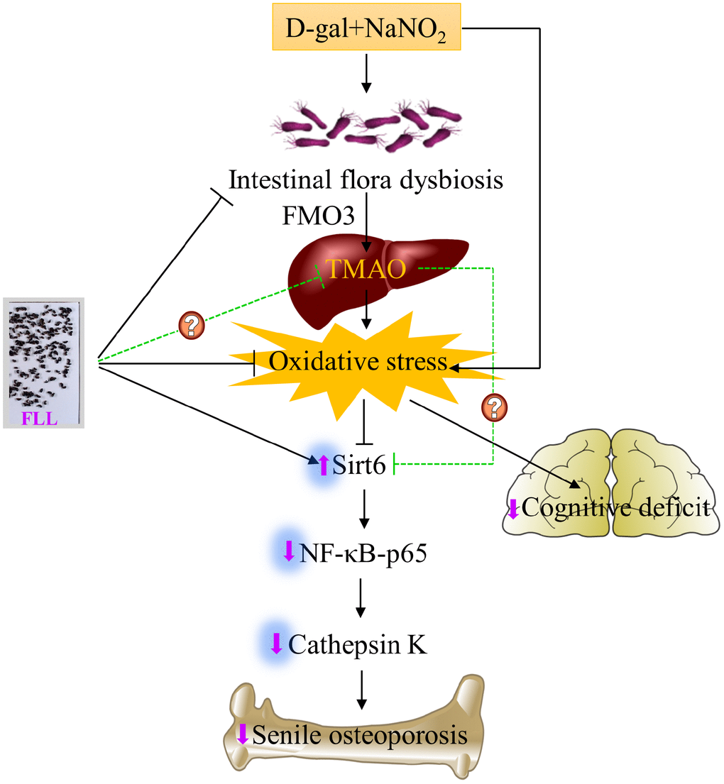Schematic diagram illustrating the underlying mechanism of D-gal and NaNO2 on inducing senile osteoporosis in mice and the action of Fructus Ligustri Lucidi (FLL) on it. The injection of D-gal and NaNO2 triggers gut dysbiosis and cognition impairment followed by upregulation of circulated TMAO levels through enhancement of FMO3 expression in the liver, which further results in compromised bone quality and cognition via an increase of oxidative stress, downregulation of Sirt6, and the activation of NF-κB/CatK signaling. Administration of FLL to aging mice exerts a bone protective effect by increasing Sirt6 expression and inhibiting the NF-κB/CatK signaling through the regulation of gut microbiota composition, which contributes to the downregulation of TMA and TMAO production, and the improvement of antioxidant activity, and the subsequent increase of Sirt6 expression. However, whether FLL could directly regulate TMAO production in this process still remains unexploited. The arrow sign (↑) indicates promoting. The stop sign (┴) indicates inhibiting. The green dotted line indicates unconfirmed action.