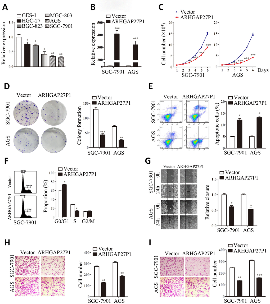 Overexpression of ARHGAP27P1 inhibited proliferation, cell cycle progression, invasion and migration, while induced apoptosis of GC cells. (A) RT-qPCR analysis of ARHGAP27P1 expression in GES-1 cells and different GC cells. (B) Relative ARHGAP27P1 levels in SGC-7901 and AGS cells transfected with pcDNA or pcDNA-ARHGAP27P1. (C) Cell proliferation in SGC-7901 and AGS cells transfected with pcDNA or pcDNA-ARHGAP27P1 was determined by cell counting assays. (D) Colony formation assays. (E) Cell apoptosis assays. (F) Cell cycle assays. (G) Wound-healing assays. (H) Transwell migration assays. (I) Transwell invasion assays. *P P P 