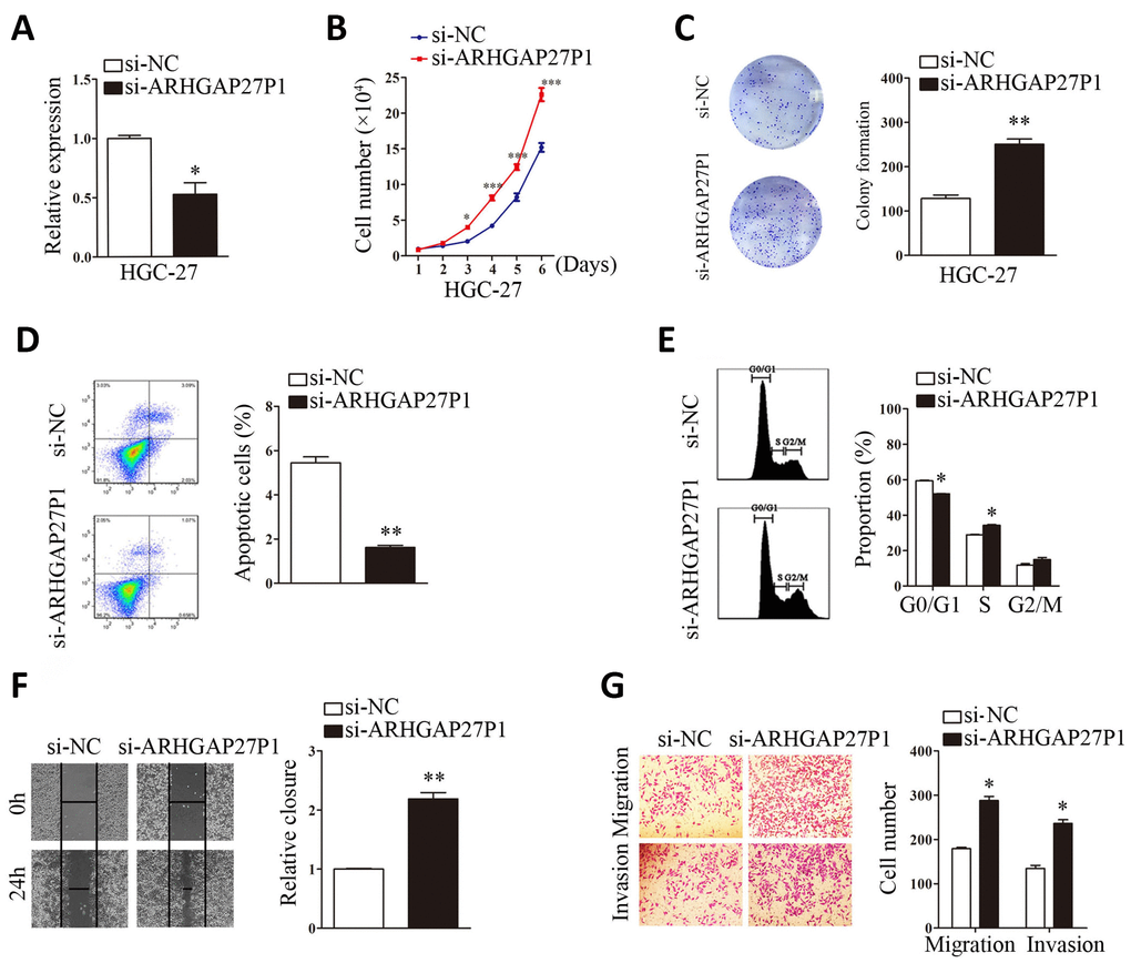 Silencing of ARHGAP27P1 promoted proliferation, cell cycle progression, invasion and migration, and inhibited apoptosis of HGC-27 cells. Scramble siRNA (si-NC) or ARHGAP27P1 siRNA (si-ARHGAP27P1) was transfected into HGC-27 cells. (A) Knockdown efficiency of si-ARHGAP27P1 was determined by RT-qPCR. (B) Cell proliferation was determined by cell counting assays in ARHGAP27P1-silencing HGC-27 cells. (C) Colony formation assays. (D) Cell apoptosis assays. (E) Cell cycle assays. (F) Wound healing assays. (G) Transwell migration and invasion assays. *P P 