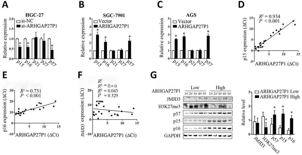 ARHGAP27P1 affected the expression of p15, p16 and p57. (A) RT-qPCR analysis of the main CKIs including p15, p16, p21, p27 and p57 in HGC-27 cells transfected with si-ARHGAP27P1 or si-NC. (B and C) RT-qPCR analysis of the main CKIs in SGC-7901 or AGS transfected with pcDNA-ARHGAP27P1 or pcDNA. (D–F) Spearman’s correlation analysis of the relationship between the expression of ARHGAP27P1 and that of p15, p16 or JMJD3 in 24 GC tissues. (G) Western blot analysis of JMJD3, H3K27me3, p15, p16 and p57 in 5 cases of cancerous tissues with high ARHGAP27P1 expression and 5 cases with low ARHGAP27P1 expression. *P 