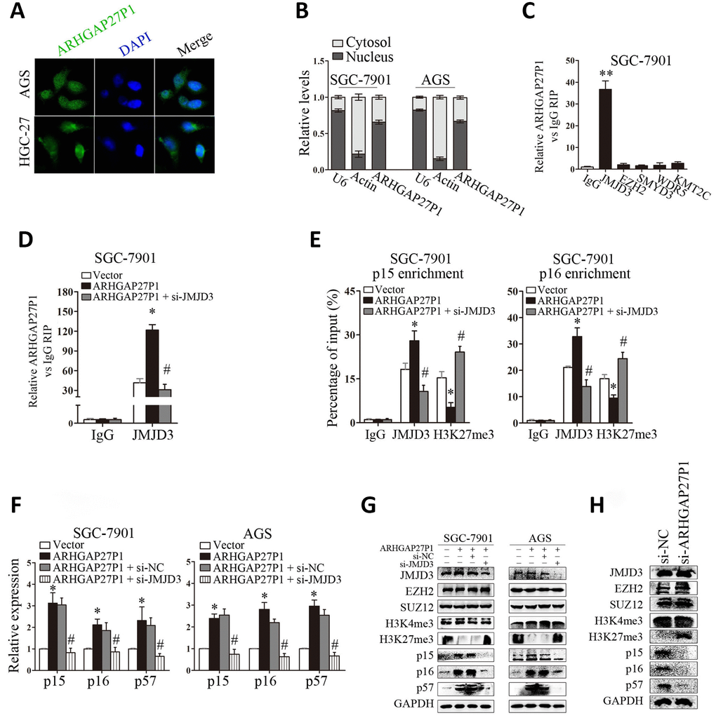 ARHGAP27P1 epigenetically activated p15 and p16 transcription by binding to JMJD3. (A) FISH analysis of the subcellular location of ARHGAP27P1 in AGS and HGC-27 cells. (B) Subcellular fractionation and RT-qPCR analysis to determine the ARHGAP27P1 location. U6 and β-actin were used as nucleus and cytoplasm markers, respectively. (C) RIP experiments were performed in SGC-7901 cells with IgG, anti-JMJD3, EZH2, SMYD3, WDR5 or KMT2C antibody, and the coprecipitated RNA was subjected to RT-qPCR analysis for ARHGAP27P1. ARHGAP27P1 expression levels were presented as fold enrichment in diverse immunoprecipitates relative to that of IgG. (D) RIP assays were performed to determine the binding of ARHGAP27P1 to JMJD3 in SGC-7901 cells transfected with pcDNA-ARHGAP27P1, or cotransfected with pcDNA-ARHGAP27P1 and si-JMJD3. (E) ChIP-qPCR of JMJD3 occupancy and H3K27me3 binding to the p15 and p16 promoters in SGC-7901 cells, IgG as a negative control. (F) ARHGAP27P1-overexpressing SGC-7901 or AGS cells were cotransfected with si-JMJD3. The expression of p15, p16 and p57 was determined using RT-qPCR. (G) The protein levels of JMJD3, EZH2, SUZ12, H3K4me3, H3K27me3, p15, p16 and p57 were determined by Western blot. (H) Western blot analysis of JMJD3, EZH2, SUZ12, H3K4me3, H3K27me3, p15, p16 and p57 in HGC-27 cells transfected with si-ARHGAP27P1. *P P P 