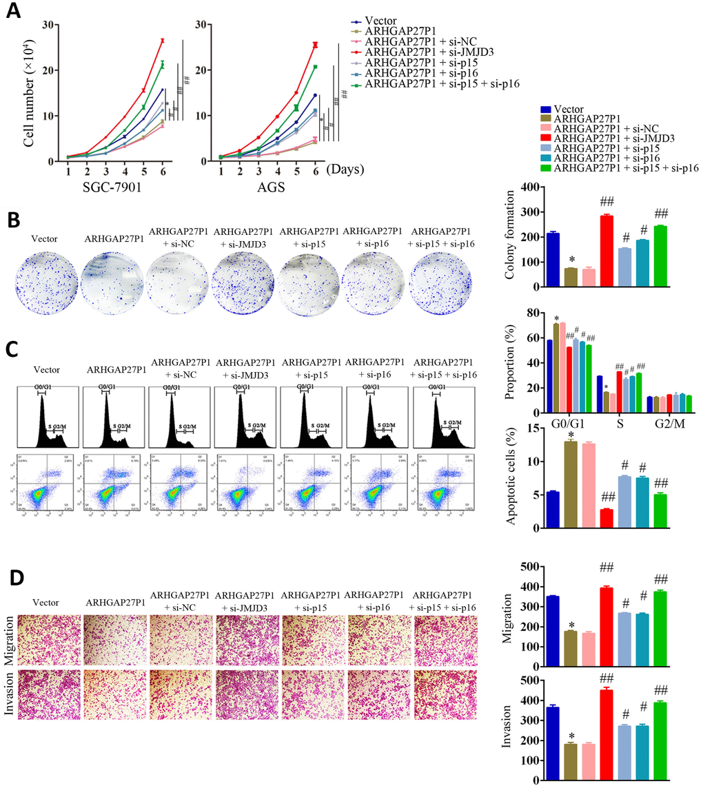 Silencing of JMJD3, p15 or p16 reversed the suppressive effect of ARHGAP27P1 in GC malignant progression. (A) ARHGAP27P1-overexpressing SGC-7901 and AGS cells were cotransfected with si-JMJD3, si-p15 or si-p16. Cell proliferation was determined by cell counting assays. (B) Colony formation assays. (C) Cell cycle assays and cell apoptosis assays. (D) Transwell migration and invasion assays. *P P P 