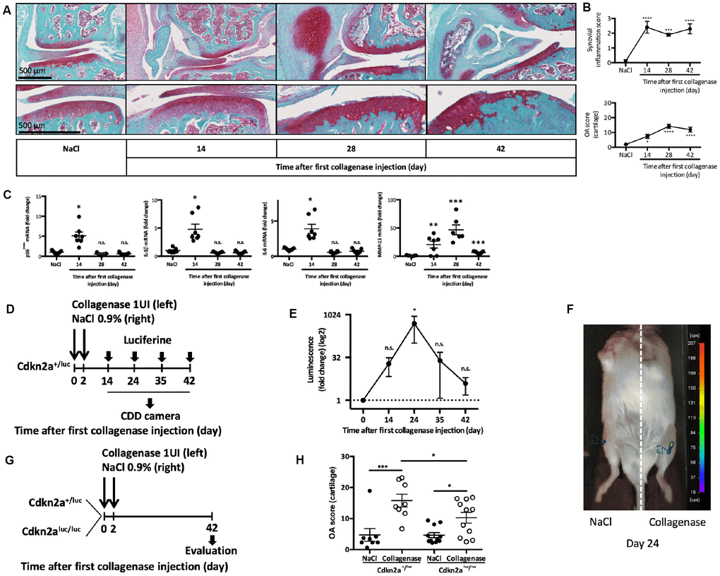 p16INK4a is involved in experimental collagen-induced osteoarthritis. Osteoarthritis (OA) was induced by collagenase intra-articular injection in the left knee (NaCl injection in the right knee for control) of 2-month-old C57BL/6JRj male mice. (A) Representative images of OA kinetic development after intra-articular collagenase injection showing synovial inflammation and osteophytosis (top panel) and focus on cartilage degradation (bottom panel). (B) Synovial inflammation quantification (synovitis semi-quantitative score; from 0 to 3) and cartilage degradation score (OA modified score according to van den Berg; from 0 to 30) were analyzed at day 14, 28 and 42 post-injection and compared with NaCl control at day 42. Data are the mean ± SEM (n=8), *=pC) p16INK4a, IL-1β, IL-6 and MMP-13 mRNA expression levels in the synovial membrane after NaCl or collagenase injection, measured by RT-qPCR. Results were expressed as fold change compared with NaCl control at day 42. Graphs represent the mean ± SEM (n=8); *=pD) Experimental design of p16INK4A expression analysis in Cdkn2a+/luc after OA induction. (E) Luminescence analysis in both knees with a CDD camera after intra-peritoneal and intra-articular Cyc-Luc injection. Values for the left knee (collagenase injection) were expressed as fold change relative to the right knee (control). Data are the mean ± SEM (day 14, n=13; day 24, n=6; day 35, n=6; day 42 n=8); *=pF) Representative image of luciferase signal in the left (CIOA) and right (NaCl) knee at day 24. (G) Experimental design of OA induction in Cdkn2a+/luc and Cdkn2aluc/luc mice. (H) Cartilage degradation score at day 42 after NaCl (control) or collagenase (CIOA) injection in 2-month-old Cdkn2a+/luc and Cdkn2aluc/luc mice. Data the mean ± SEM (n=8 and 11 respectively); *=p
