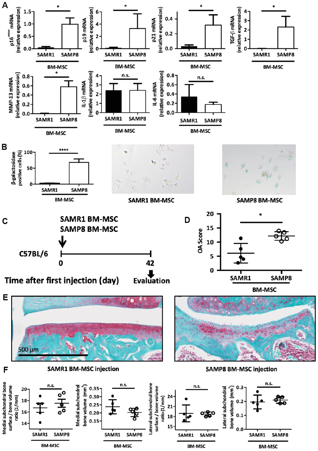 Intra-articular injection of senescent MSCs induces OA-like cartilage degradation. (A) p16INK4A, p19ARF, p21cdkn1a, TGF-β, MMP-13, IL-1β and IL-6 mRNA expression in MSCs derived from bone marrow (BM) of 6-month-old SAMP8 or SAMR1 mice by RT-qPCR. Data are the mean ± SEM (n=3 for each conditions); *=pB) Beta-galactosidase staining in MSCs derived from BM of SAMP8 or SAMR1 mice. Data are the mean ± SEM (n=5); ****=pC) Experimental design of BM-MSC injection in the knee of 2-month-old C57BL/6JRj mice. (D) Cartilage degradation (OA modified score according to van den Berg, from 0 to 30, after Safranin-O/Fast Green staining) at day 42 after SAMP8 or SAMR1 BM-MSC intra-articular injection. Data are the mean ± SEM (n = 5 for both conditions); *=pE) Representative images of cartilage degradation in a C57BL/6JRj mouse after SAMP8 or SAMR-1 BM-MSC injection. (F) Histo-morphometric analyses by micro-CT of the left knee (medial and lateral compartment) at day 42 after injection of SAMR1 or SAMP8 BM-MSCs. Data are the mean ± SEM (n = 5 for each condition).