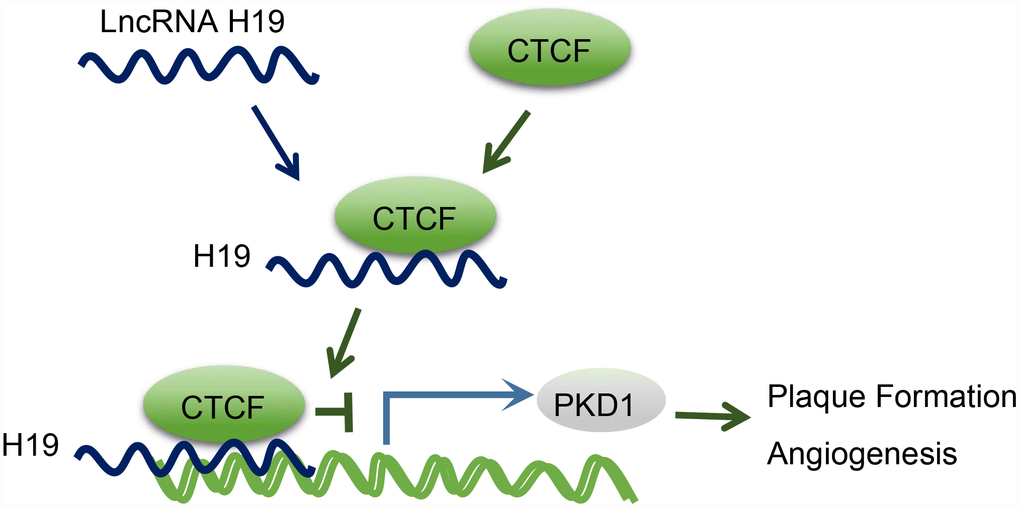 The mechanism diagram illustrating that H19 participates in atherosclerotic vulnerable plaque formation and angiogenesis of mice with AS by inhibiting PKD1 expression via CTCF.
