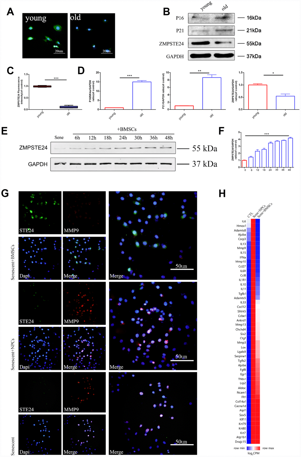 3D BMSCs coculture activates ZMPSTE24 signaling. (A–C) Immunofluorescence staining of ZMPSTE24 between young (3 weeks) and old (24 months) rats, scale bar, 50um. Fluorescence intensities were determined by using Image J software. (B–D) Protein expression of P16, P21 and ZMPSTE24 were visualized by western blot and quantified by Image J. (E–F) Protein expression of ZMPSTE24 during coculture was visualized by western blot and quantified by Image J. (G) Immunofluorescence staining of ZMPSTE24 and MMP9 in NP cells between Sene, Sene +NPCs and Sene +BMSCs groups. n=5. Scale bar=50um. (H) Heat map representation of SASP (senescence-associated secretory phenotype) genes between CTL, Sene +NPCs and Sene +BMSCs groups. n=3 biological replicates. Values represent means±S.D. Significant differences between different groups are indicated as *P 