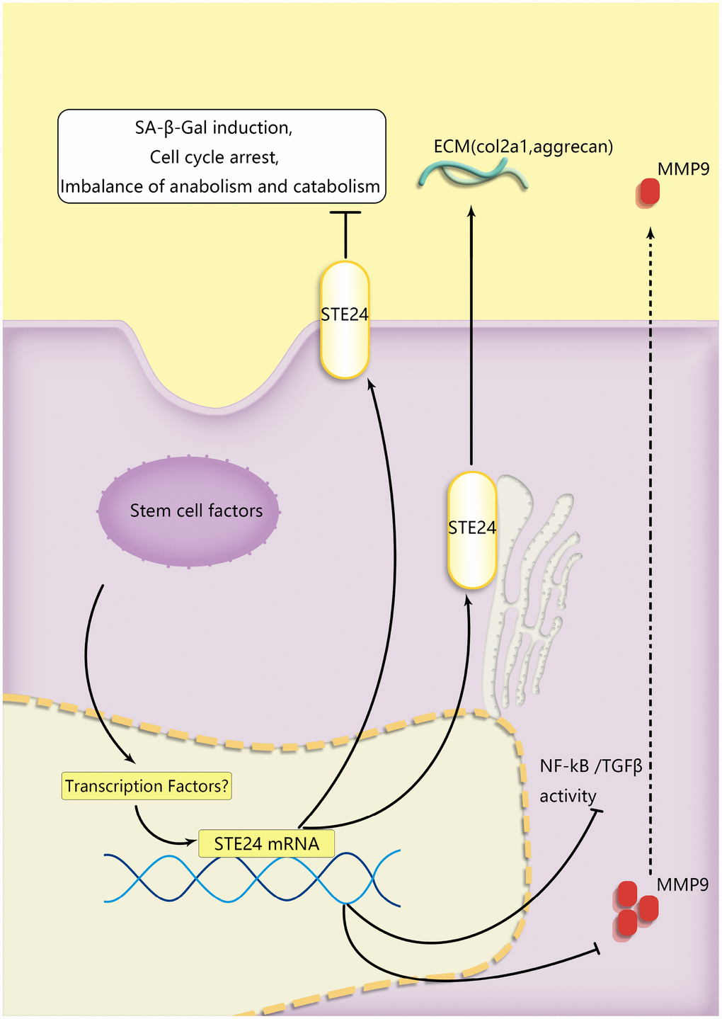 A schematic diagram of the proposed mechanisms of BMSCs’ protection of senescent NP cells during coculture. ZMPSTE24 was upregulated to reduce MMP9 to restore NP cells’ functional ECM balance. TGFβ and RelA which were involved in senescent pathway were alleviated during NP cells degeneration.