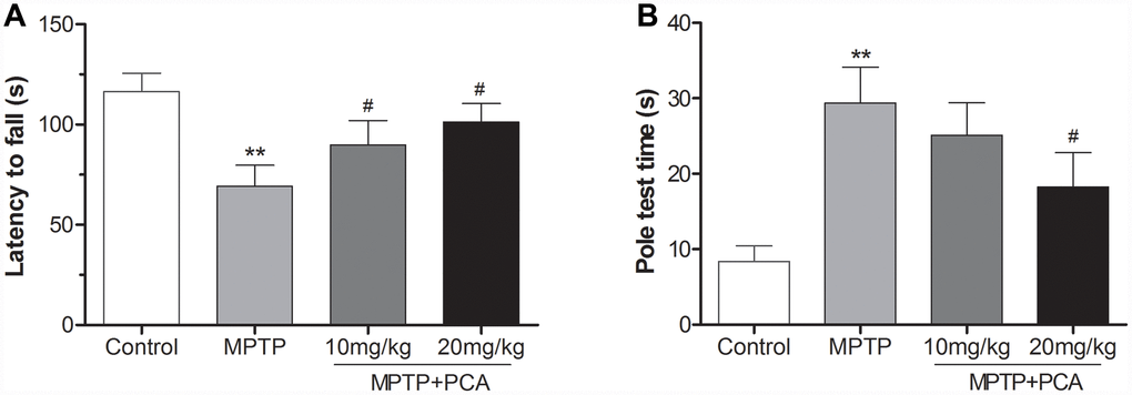 PCA improved behavioral deficits in MPTP- intoxicated mice. (A) Rotarod test in each group. (B) Pole test in each group. Data were expressed as mean ± S.D., n = 12; **Pvs. control group, #Pvs. MPTP group.