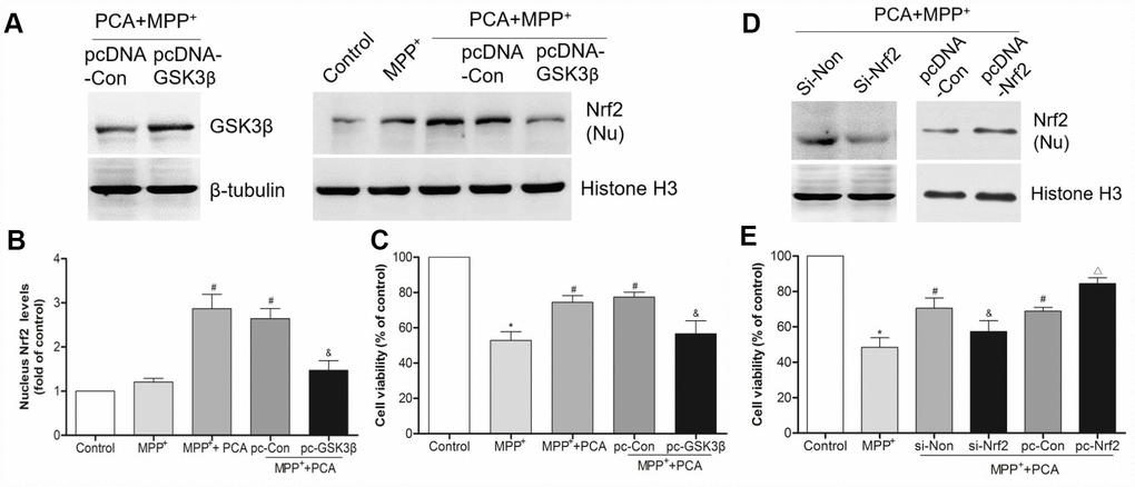GSK3β and Nrf2 were involved in PCA-induced protection. (A) The bands of GSK3β and nucleus Nrf2 after transfected with pcDNA3.1-GSK3β expression vector. (B) Quantification of nucleus Nrf2 levels after transfected with pcDNA3.1-GSK3β vector. (C) Analysis of cell viability in each group. (D–E) The expression of nucleus Nrf2 and cell viability after transfected with siRNA-Nrf2 and pcDNA3.1-Nrf2 vector. Data were presented as mean ± S.D., n = 6; *P vs. control group; #Pvs. MPP+group; &P vs. si-Non group; △P vs. pc-Con group.