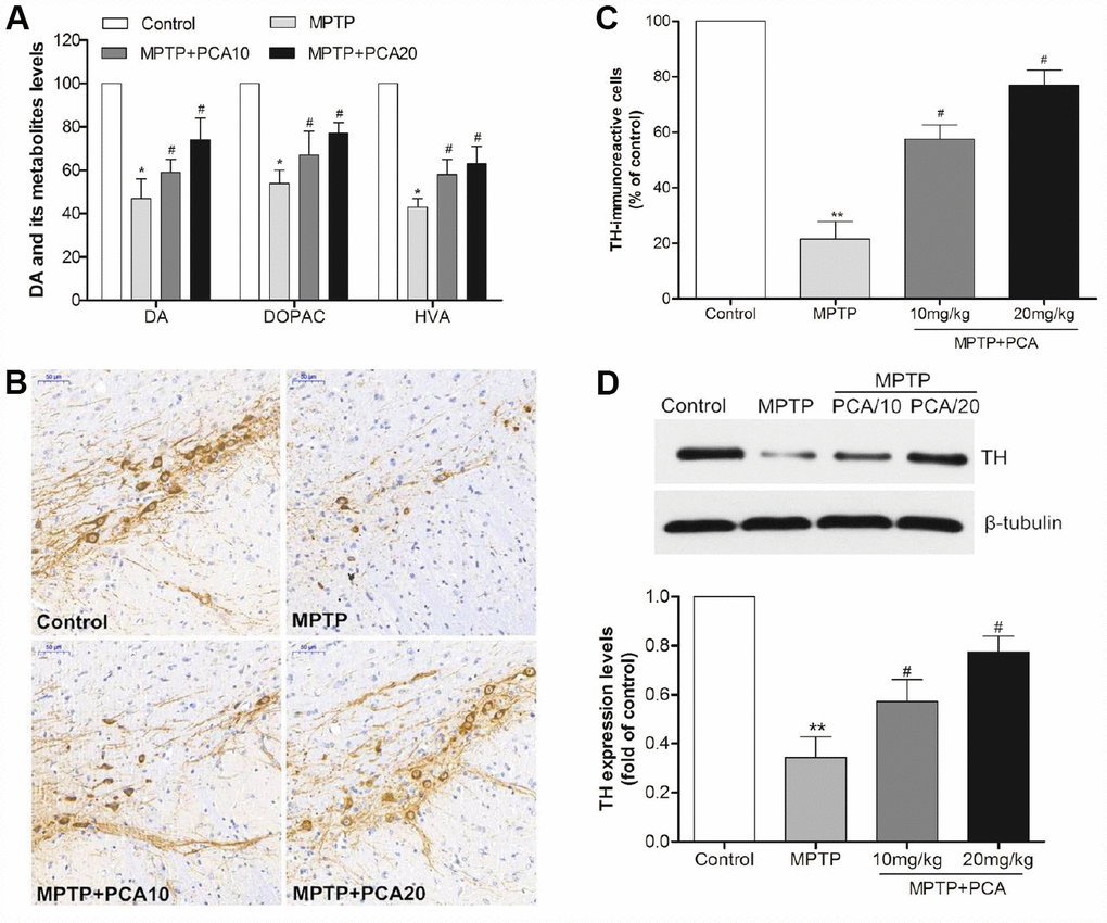PCA alleviated dopaminergic neuronal loss in MPTP-intoxicated mice. (A) The levels of dopamine, DOPAC and HVA in the striatum were measured by HPLC. (B–C) Brain sections were immunostained for TH immunoreactivity in SN and TH positive cells were quantified. Scale bar, 50 μm. (D) Representative western blot bands and quantification of TH in each group. Data were expressed as mean ± S.D., n = 6; **P*Pvs. control group; #Pvs. MPTP group.