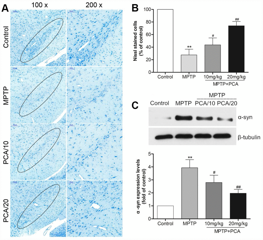 PCA inhibited neuronal degeneration in MPTP-intoxicated mice. (A) Nissl staining in SN. (B) Nissl-positive cells were quantified. (C) Representative western blot bands and quantification of α-Syn levels in each group. Scale bar, 50 μm. Data were expressed as mean ± S.D., n = 6; *Pvs. control group, #Pvs. MPTP group.