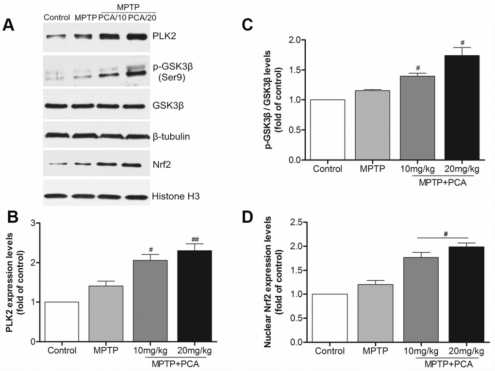 PCA raised the expression levels of PLK2, p-GSK3β and nuclear Nrf2 in midbrain. (A) Representative western blot bands of PLK2, p-GSK3β, GSK3β, Nrf2, tubulin and Histone H3 in each group. (B–D) Quantification of PLK2, p-GSK3β/GSK3β and nuclear Nrf2 levels in midbrain tissues. Data were expressed as mean ± S.D., n = 6; *Pvs. control group, #Pvs. MPTP group.