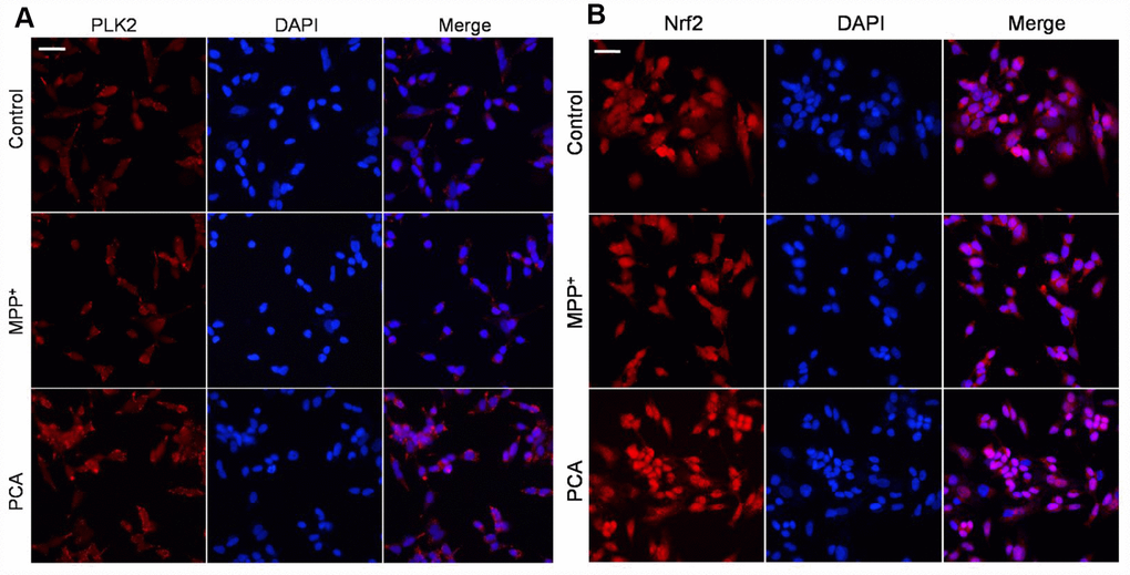 PCA increased PLK2- and Nrf2-positive expression in MPP+-incubated SH-SY5Y cells. (A) Representative immunofluorescent staining for PLK2 (bright red) and DAPI (blue). (B) Representative immunofluorescent pictures for Nrf2 (bright red) and DAPI (blue). Scale bar, 20 μm.